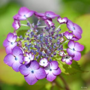 アジサイ　アジアンビューティ｜花の手帖のweb紫陽花図鑑