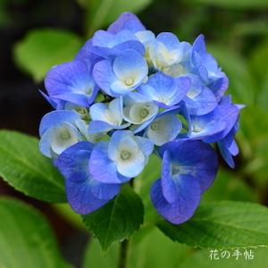 アジサイ ブルー ダニューブ（Blue Danube）｜花の手帖の紫陽花図鑑