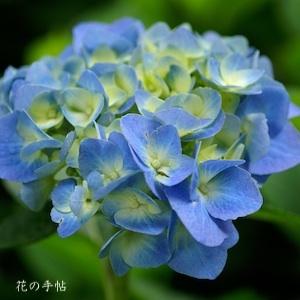 アジサイ ブルー ダイヤモンド（Blue Diamond）｜花の手帖の紫陽花図鑑
