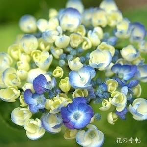 アジサイ　ブルー フレッシュ｜花の手帖の紫陽花図鑑