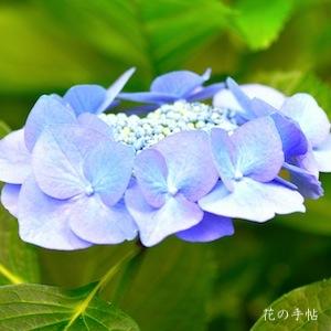 アジサイ プリモローザ｜花の手帖の紫陽花図鑑