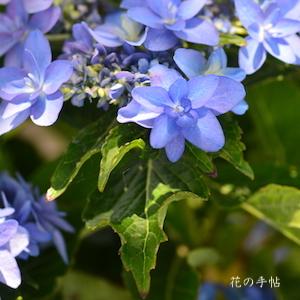 アジサイ　チヨジョ（千代女）｜花の手帖の紫陽花図鑑