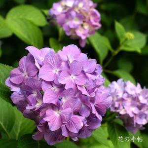 アジサイ　チャーミングピンクヨウコ｜花の手帖の紫陽花図鑑