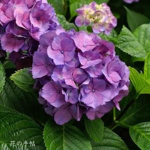 アジサイ　チャーミングピンクアキヨ｜花の手帖の紫陽花図鑑