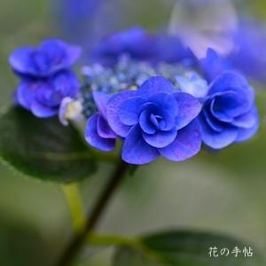 アジサイ　フェアリーアイ｜花の手帖の紫陽花図鑑