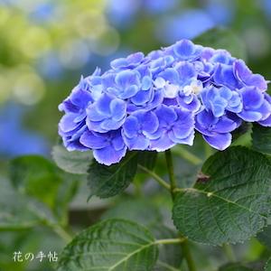 アジサイ フラウ マリコ（Frau Mariko）｜花の手帖の紫陽花図鑑