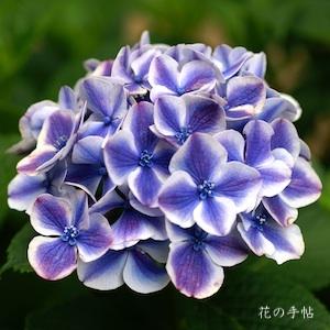 アジサイ　 フラウ ノブコ（Frau Nobuko）｜花の手帖の紫陽花図鑑