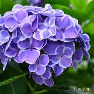 アジサイ　 フラウ サヨコ（Frau Sayoko）｜花の手帖の紫陽花図鑑