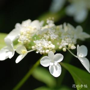 アジサイ　フジノシラユキ（富士の白雪）｜花の手帖の紫陽花図鑑