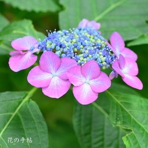 アジサイ　花かのこ｜花の手帖の紫陽花図鑑