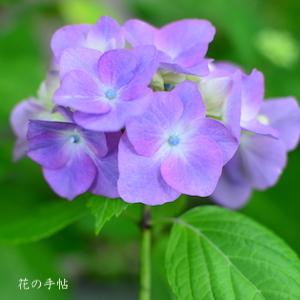 アジサイ　ハリーズピンクトッパー｜花の手帖の紫陽花図鑑