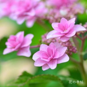 アジサイ　ハルヨコイ（春よ恋）｜花の手帖の紫陽花図鑑