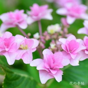アジサイ　ハルヨコイ（春よ恋）｜花の手帖の紫陽花図鑑