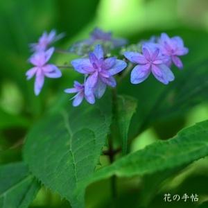 アジサイ　星咲エゾアジサイ｜花の手帖の紫陽花図鑑