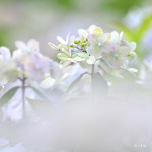 アジサイ　イヨテマリ（伊予手まり） ｜花の手帖のweb紫陽花図鑑
