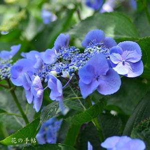 アジサイ ユングフラウジェミニ｜花の手帖のweb紫陽花図鑑
