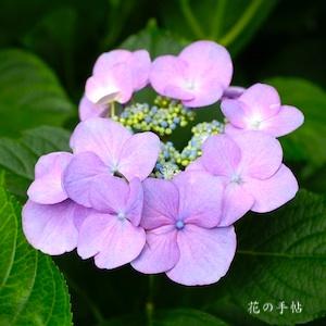 アジサイ　ユングフラウ ピンク（Jungfrau Pink）｜花の手帖のweb紫陽花図鑑