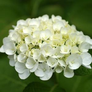 アジサイ　ユングフラウ ホワイト（Jungfrau White）｜花の手帖のweb紫陽花図鑑
