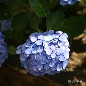アジサイ　コダイムラサキ（古代紫）｜花の手帖の紫陽花図鑑