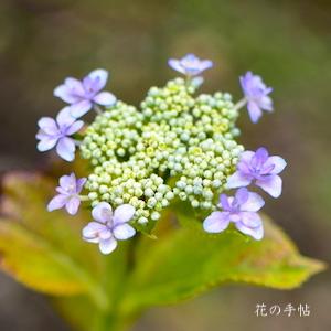 アジサイ　ココノエノサクラ（九重の桜）｜花の手帖の紫陽花図鑑