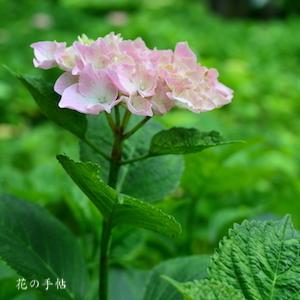 アジサイ　レディミツコ（Lady Mitsuko）｜花の手帖のweb紫陽花図鑑