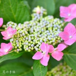 アジサイ　レディサチコ（Lady Sachiko）｜花の手帖のweb紫陽花図鑑
