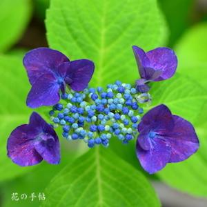 アジサイ　レディヨシエ（Lady Yoshie）｜花の手帖のweb紫陽花図鑑
