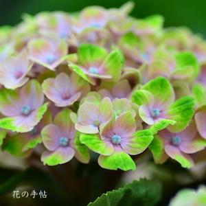 アジサイ　マジカル コーラル（Magical Coral）｜花の手帖の紫陽花図鑑