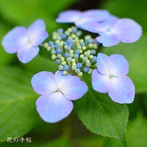 アジサイ　まりこ｜花の手帖の紫陽花図鑑