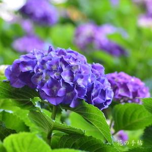 アジサイ　メリットシュープリーム（Merrit's Supreme）｜花の手帖のweb紫陽花図鑑