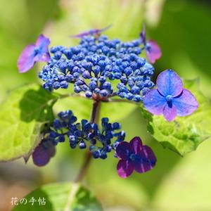 アジサイ　ノウシ（濃紫）｜花の手帖の紫陽花図鑑