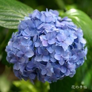 アジサイ　オタクサ｜花の手帖のweb紫陽花図鑑