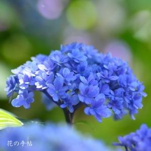 アジサイ　パラプルー｜花の手帖の紫陽花図鑑