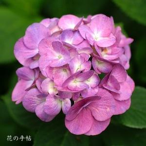 アジサイ　ピンクダイアモンド（Pink Diamond）｜花の手帖の紫陽花図鑑