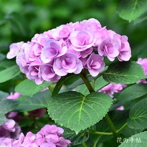 アジサイ ポージー ブーケ エヴィータ（Posy Bouquet Evita）｜花の手帖の紫陽花図鑑