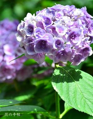 アジサイ　ポージー ブーケ メアリー（Posy Bouquet Mary）｜花の手帖の紫陽花図鑑