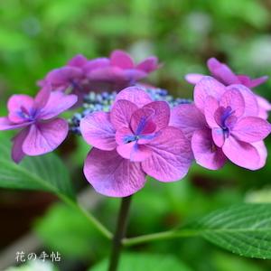 アジサイ ポージー ブーケ スージー｜花の手帖の紫陽花図鑑