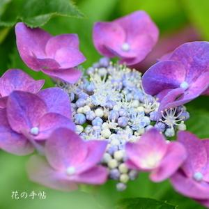 アジサイ　パープルドレス｜花の手帖の紫陽花図鑑