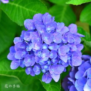 アジサイ　ラセン｜花の手帖のweb紫陽花図鑑