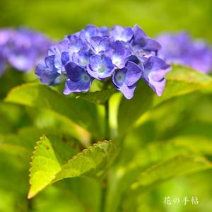 アジサイ　レナータ（Renata）｜花の手帖のweb紫陽花図鑑