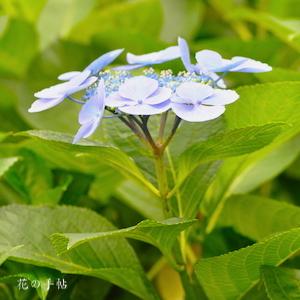 アジサイ　ロイヤルブルー（Royal Blue）｜花の手帖のweb紫陽花図鑑