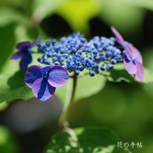 アジサイ　シイバノハナガサ（椎葉の花笠）｜花の手帖の紫陽花図鑑