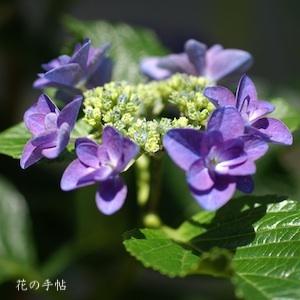 アジサイ　｜花の手帖の紫陽花図鑑