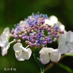 アジサイ　タノジ｜花の手帖の紫陽花図鑑