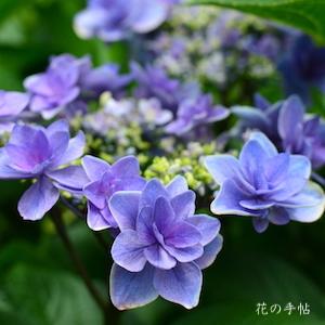 アジサイ　ティンカーベル｜花の手帖の紫陽花図鑑