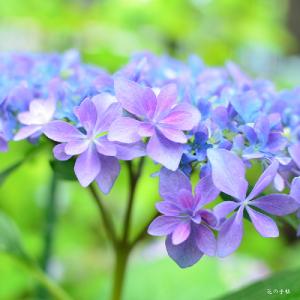 アジサイ　ウタアワセ（歌合わせ）｜花の手帖のweb紫陽花図鑑