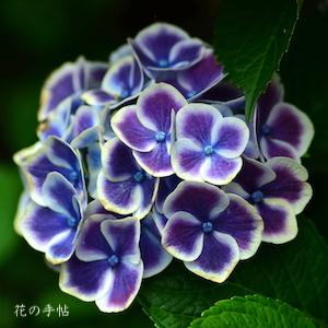 アジサイ　ババリア｜花の手帖の紫陽花図鑑