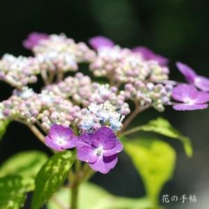 アジサイ　ヨイノホシ（宵の星）｜花の手帖のweb紫陽花図鑑
