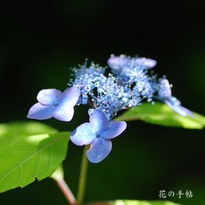 アジサイ　ヨウキヒ（楊貴妃）｜花の手帖のweb紫陽花図鑑