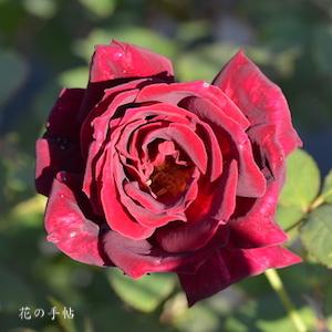 バラ　ビッグレッド｜花の手帖のバラ図鑑